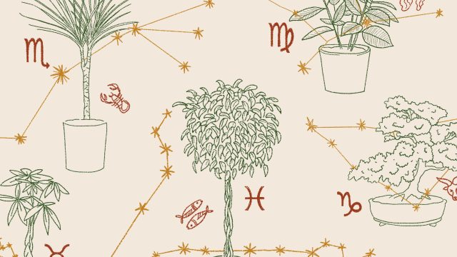 Discover the Best Feng Shui Plants for Your Zodiac Sign | ole388 net, nursery rhyme songs(图1) Discover the Best Feng Shui Plants for Your Zodiac Sign