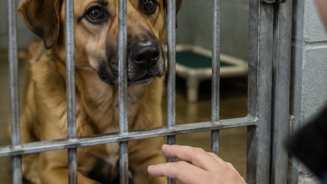Cookies Long Wait: A Shelter Dogs Hope for a Loving Home | slot catur777, idwin77, galaxi gaming slot(图1) Cookie's Long Wait: A Shelter Dog's Hope for a Loving Home
