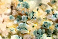 What is the difference between bacterial colonies and fungal