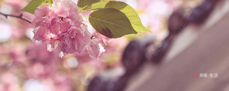 Whats the point about leap April? Whats the point about leap month?(图1) What's special about leap four months