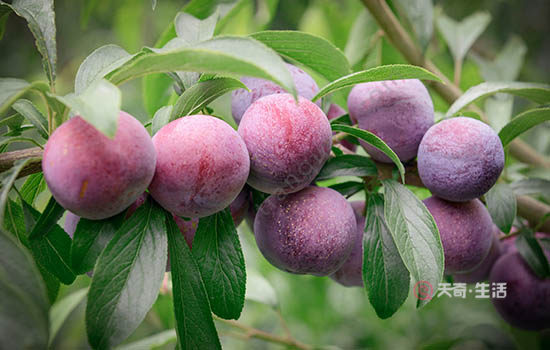 What are the special fruits in Jiaxing