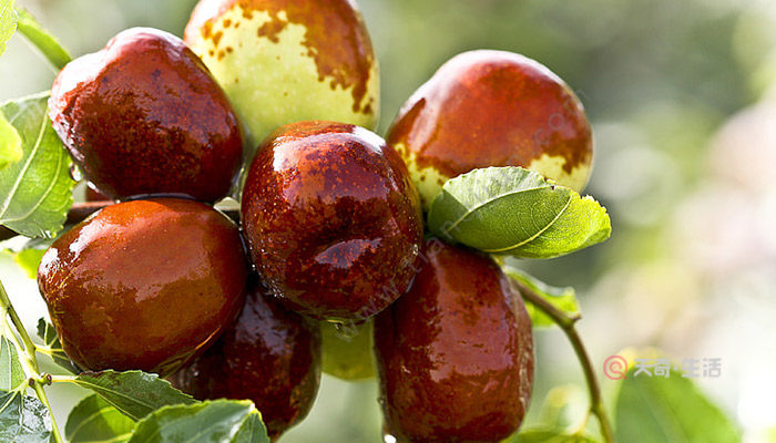 What are the special fruits of Aksu, Xinjiang? What are the special fruits of Aksu, Xinjiang?(图2) What are the special fruits of Aksu, Xinjiang